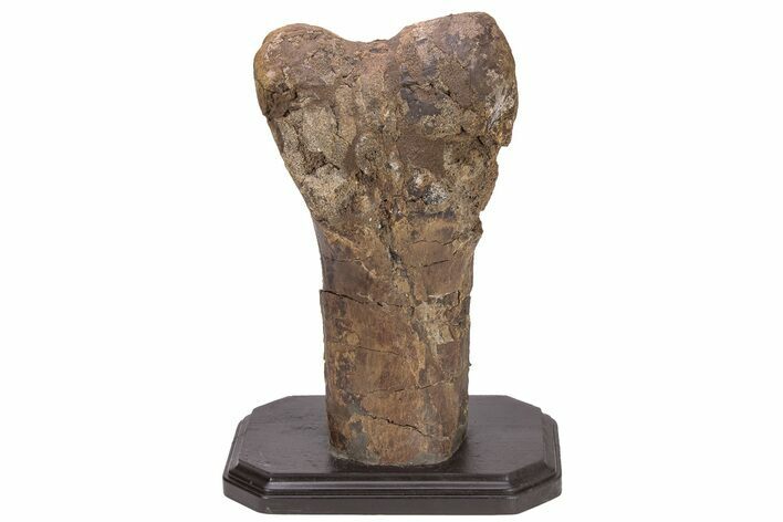 Hadrosaur (Edmontosaurus) Femur End (Distal) - Montana #206430